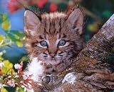 Scared Kitten (In Tree) Framed Art Poster Print - 16 X 20