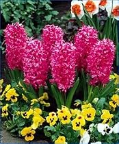 Jan Bos Hyacinth 10 Bulbs - FRAGRANT