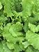 Lettuce Leaves of the Black-Seeded Simpson Variety (Lactuca Sativa) Photographic Poster Print by Wally Eberhart, 12x16