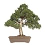 Brussel's Shimpaku Juniper Bonsai Tree