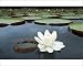 Photographic Prints of Victoria / Giant / Amazon Waterlily from Ardea Wildlife Pets