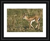 Thomsons Gazelle - Framed 20x16 Print (51x40cm) by Ardea