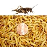500ct Live Mealworms and 500ct Crickets, 1/4 Inch-2 Week Old, (Free Shipping)