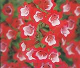 Scarlet Penstemon Seeds - 150 mg