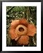 Rafflesia, Gunung Gading National Park, Borneo Framed Art Poster Print by David Cayless, 25x31