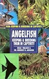 Angelfish: Keeping and Breeding Them in Captivity