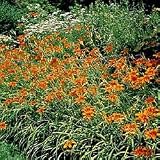 Ground Cover Daylilies