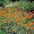 Ground Cover Daylilies