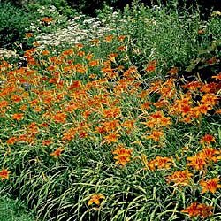 Ground Cover Daylilies