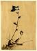1830 Japanese Print . Blue flower blossom and bud at the end of a stalk