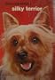 How to Raise and Train a Silky Terrier.