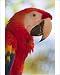 Photographic Prints of Scarlet macaw, Roatan, Bay Islands, Honduras, Central America from Robert Harding