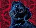 Black Lab Art Print on Canvas