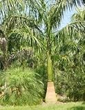 Königspalme, kubanisch - Roystonea regia - Samen