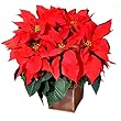 Single Poinsettia Gift Plant - A Living Christnas Present