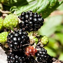 blackberry flavor powder