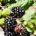 blackberry flavor powder - 2.8 oz