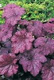 Review Crocus  / Heuchera Plum Pudding