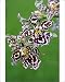 Photographic Prints of Hybrid Orchid - blossom, arboreal type from Ardea Wildlife Pets