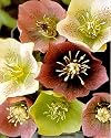 Lenten Rose 25 Seeds/Seed - Helleborus