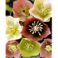 Lenten Rose 25 Seeds/Seed - Helleborus