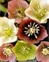 Lenten Rose 25 Seeds - Helleborus - Shade Perennial