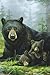 Tree-Free Greetings Noteables Notecards In Reusable Embossed Tin, 12 Card Assortment, Recycled, 4 x 6 Inches, Bear Family, Multi Color (76051)