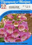 Thompson & Morgan 9020 Foxglove 'Camelot Rose' F1 Hybrid Seed Packet