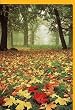 Gru�karte Herbstwald