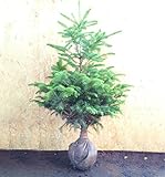 クリスマスツリーに ウラジロモミ(もみの木)　樹高1.0ｍ前後