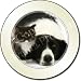 BORDER COLLIE DOG & KITTEN Tax Disc Holder