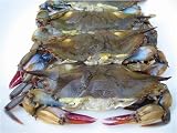 Soft Shell BLUE CRAB (2 DOZEN)