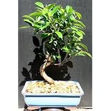 Imported Ficus Retusa by Sheryls Shop