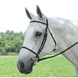 COLLEGIATE Plain Raised Bridle