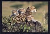 (16x20) Cheetah and Cubs Art Print Poster