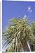 Canvas Prints of MAB-766 Cabbage trees in flower by Lake Hawea from Ardea Wildlife Pets