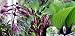 One Man's Treasure Hosta - Potted - Red Stemmed - Potted