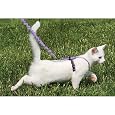 Come With Me Kitty Harness and Bungee Leash, Large, Black