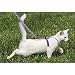 Come With Me Kitty Harness and Bungee Leash, Large, Black