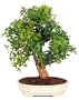 Brussel's Trident Maple Outdoor Bonsai Tree