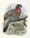Native Pheasant I by Joseph Wolf. ART PRINT Canvas Rolled.. 20.00 inches width by 24.00 inches height. Highest Quality Art Poster Print