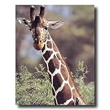 African Giraffe Bird Close Up Animal Wildlife Picture Art Print