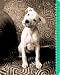 Books : Jim Dratfield/Petography Address Book