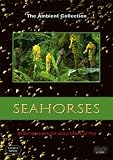 Seahorses