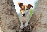 Jack Russell Terrier 1000 Piece Jigsaw Puzzle (07)