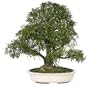 Brussel's Narrow Leaf Ficus Specimen Tree