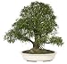 Brussel's Narrow Leaf Ficus Specimen Tree