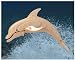 Bottle Nose Dolphin 3D Woodcraft Construction Kit