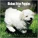 Bichon Frise Puppies 2010 Mini Wall Calendar