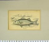 Hand Coloured Fish Old Print 1835 Labrax Lupus Lizars